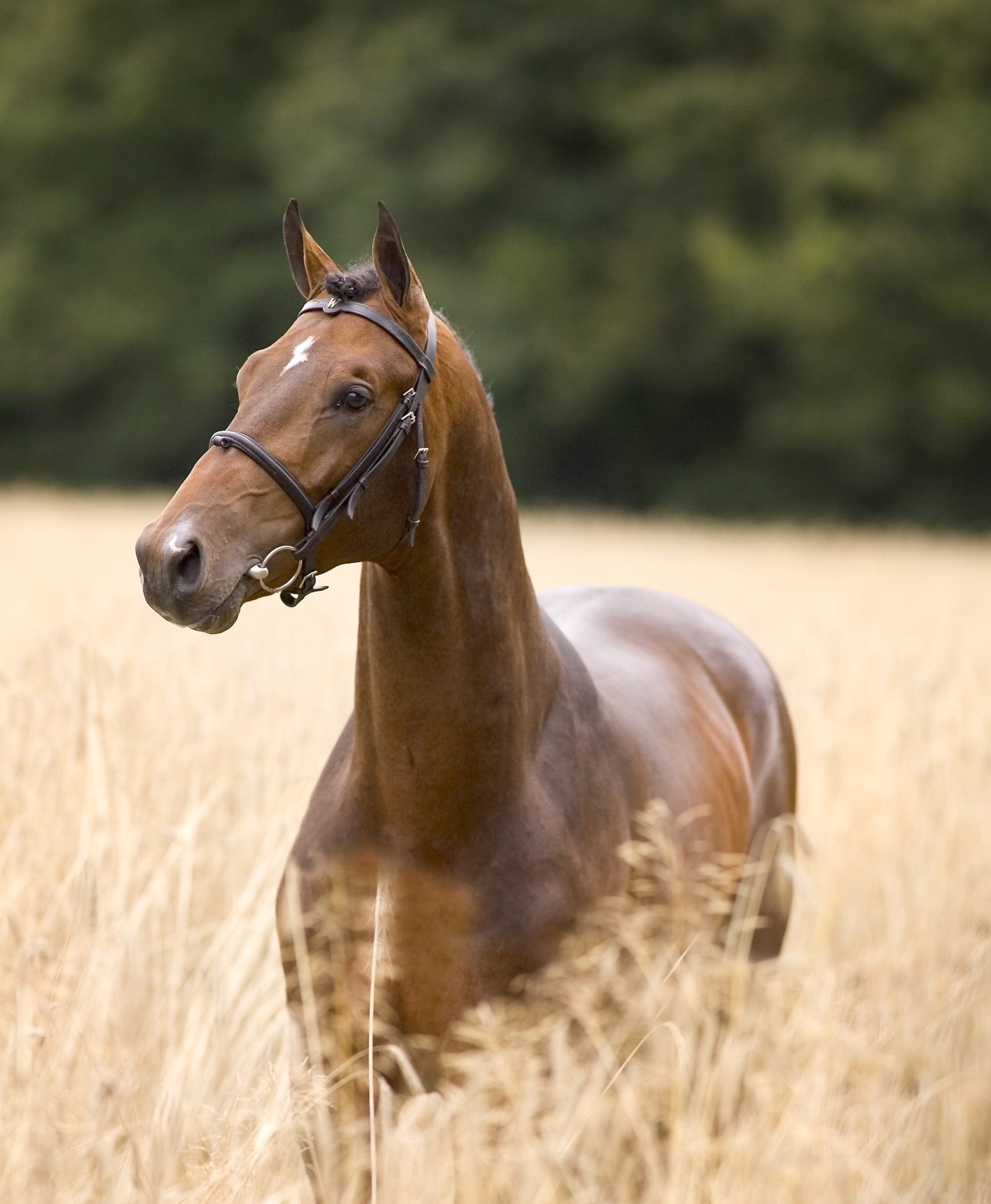 Recreatie Ruitersport Pakket: ruiter en amazone | Hippo Verzekeringen